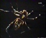 spinne1