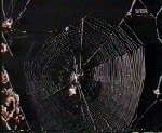 spinne2